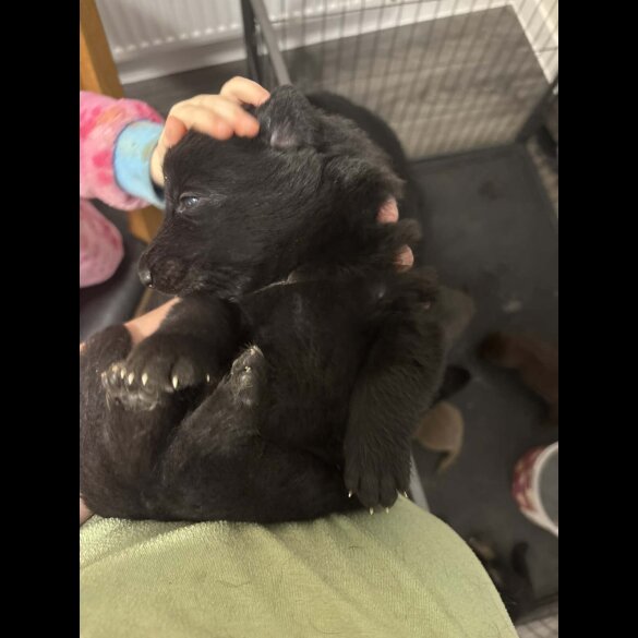 German Shepherd (Alsatian)