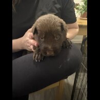 German Shepherd (Alsatian)