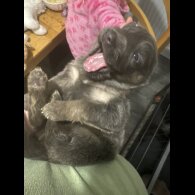 German Shepherd (Alsatian)