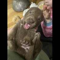 German Shepherd (Alsatian)