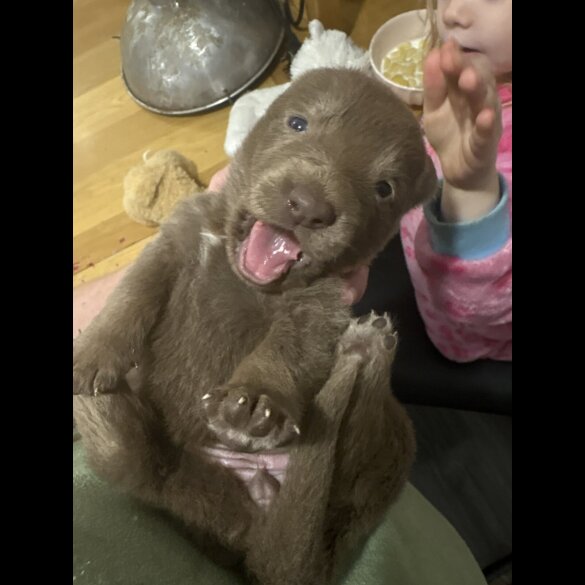 German Shepherd (Alsatian)