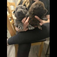 German Shepherd (Alsatian)