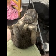 German Shepherd (Alsatian)