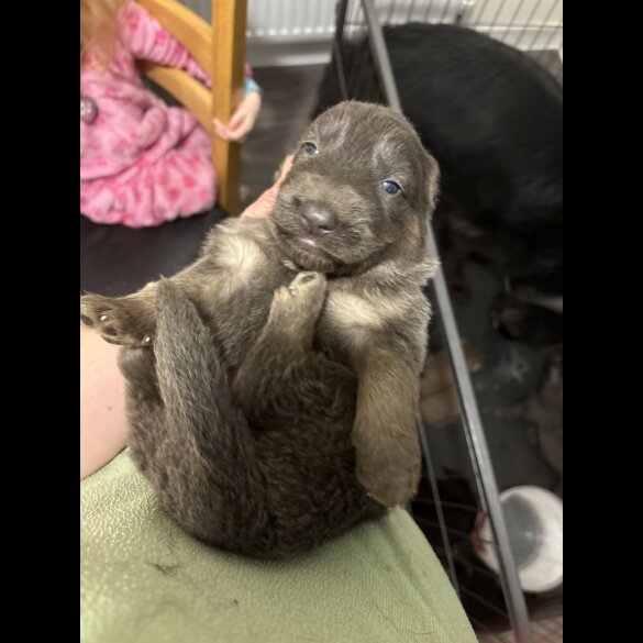 German Shepherd (Alsatian)