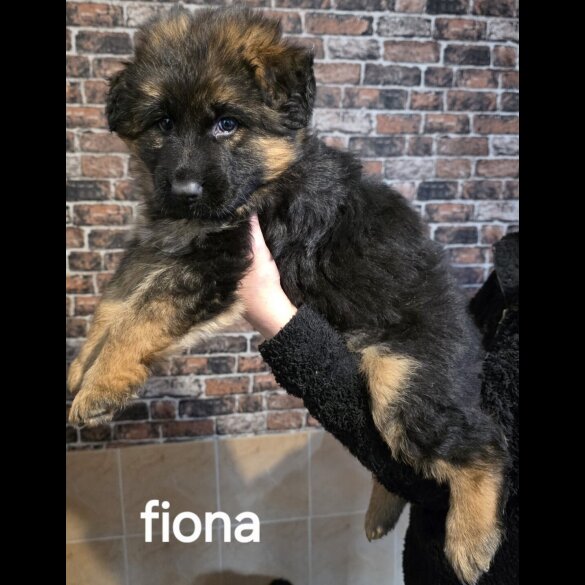 German Shepherd (Alsatian)