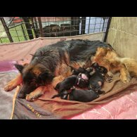 German Shepherd (Alsatian)