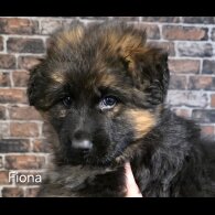 German Shepherd (Alsatian)