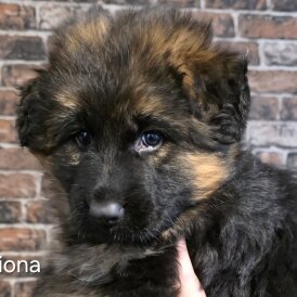 German Shepherd (Alsatian)