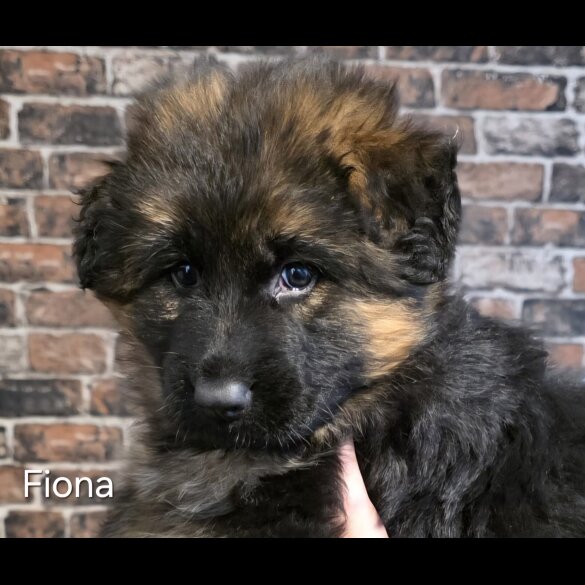 German Shepherd (Alsatian)