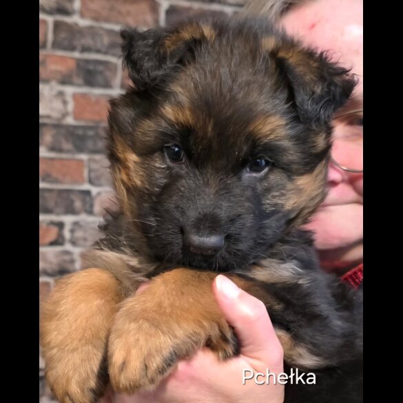 German Shepherd (Alsatian)