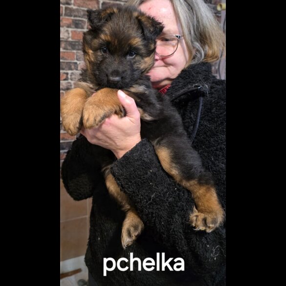 German Shepherd (Alsatian)