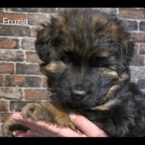 German Shepherd (Alsatian)