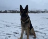German Shepherd (Alsatian)