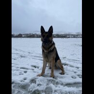 German Shepherd (Alsatian)