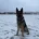 German Shepherd (Alsatian)