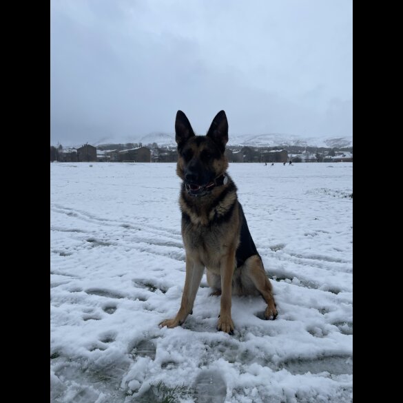 German Shepherd (Alsatian)