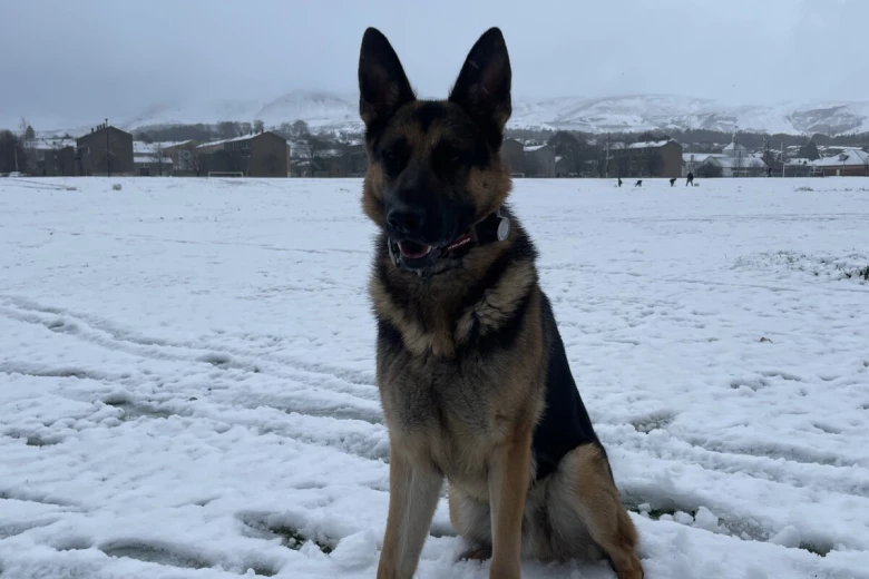 German Shepherd (Alsatian)