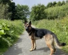German Shepherd (Alsatian)