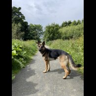 German Shepherd (Alsatian)