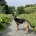 German Shepherd (Alsatian)