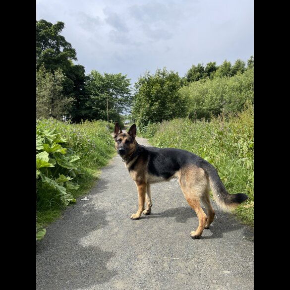 German Shepherd (Alsatian)