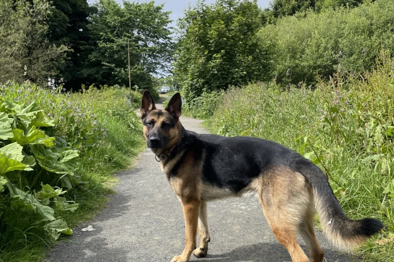 German Shepherd (Alsatian)