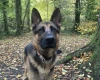 German Shepherd (Alsatian)