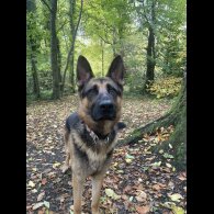 German Shepherd (Alsatian)
