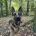 German Shepherd (Alsatian)