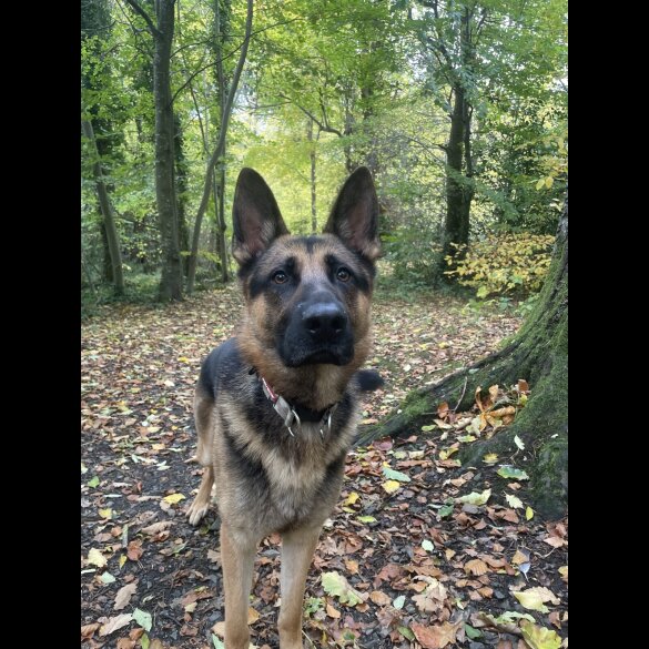 German Shepherd (Alsatian)