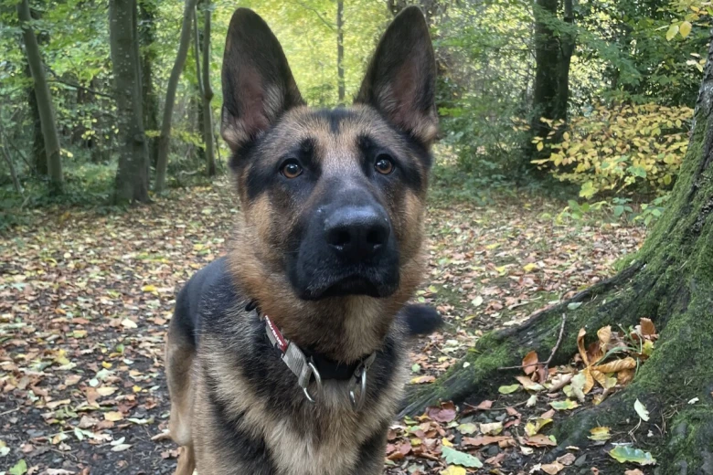 German Shepherd (Alsatian)