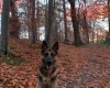 German Shepherd (Alsatian)