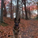 German Shepherd (Alsatian)