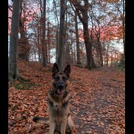 German Shepherd (Alsatian)