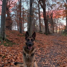 German Shepherd (Alsatian)
