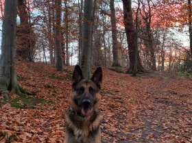 German Shepherd (Alsatian)