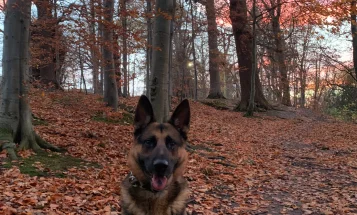 German Shepherd (Alsatian)