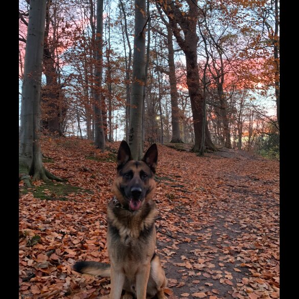German Shepherd (Alsatian)