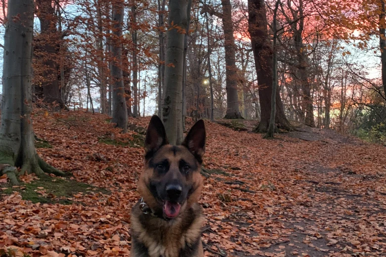 German Shepherd (Alsatian)