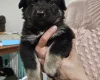 German Shepherd (Alsatian)
