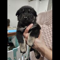 German Shepherd (Alsatian)