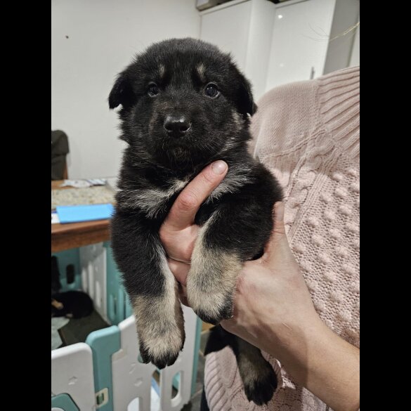 German Shepherd (Alsatian)