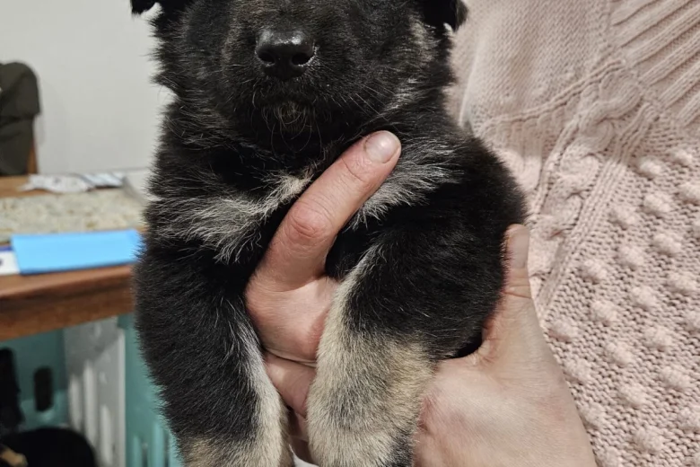 German Shepherd (Alsatian)