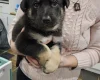 German Shepherd (Alsatian)
