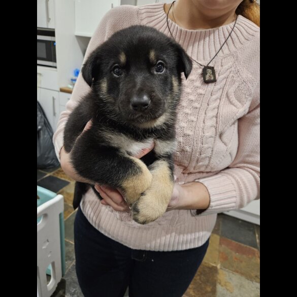 German Shepherd (Alsatian)