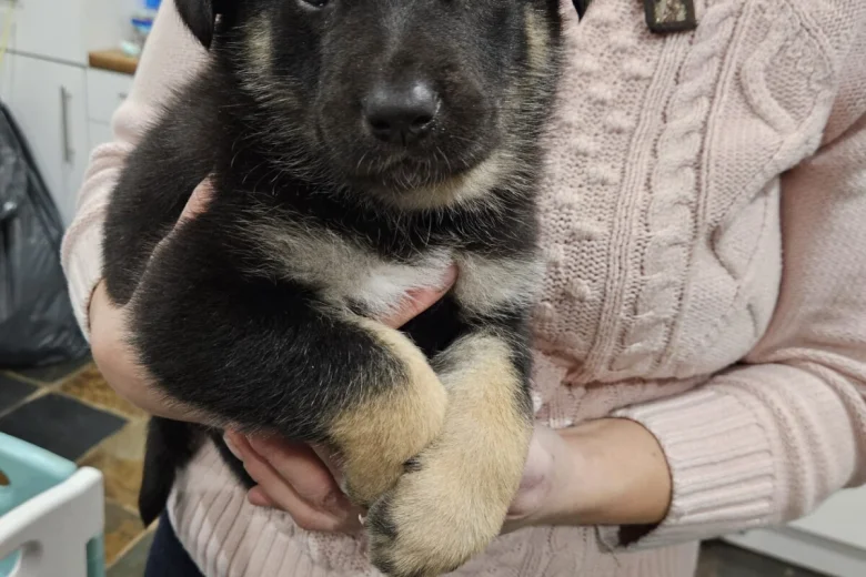 German Shepherd (Alsatian)