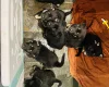 German Shepherd (Alsatian)