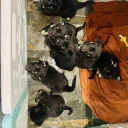 German Shepherd (Alsatian)
