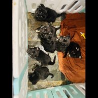 German Shepherd (Alsatian)