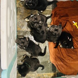 German Shepherd (Alsatian)